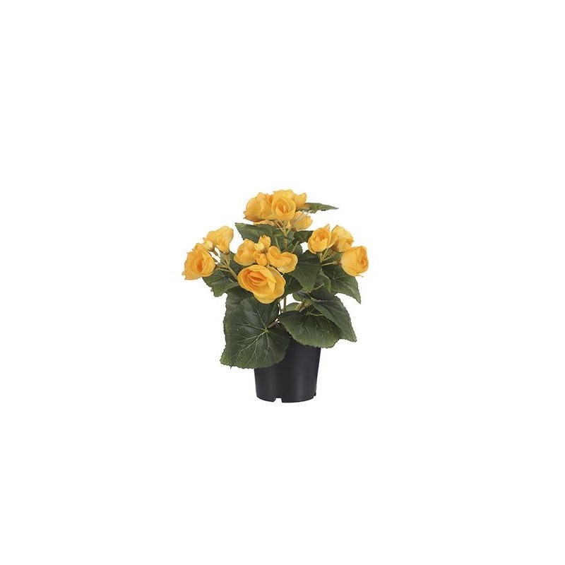 Begonia amarilla en maceta de plástico H26-dia20cm