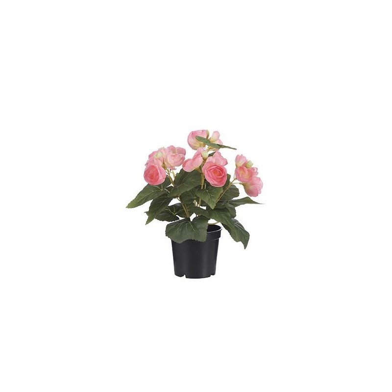 Begonia rosa