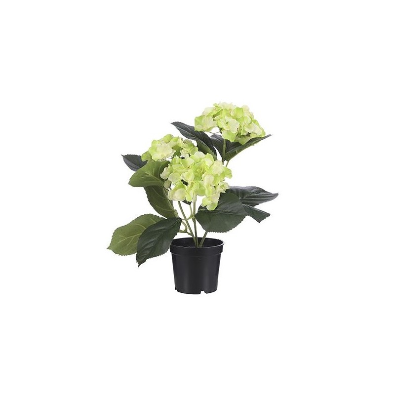 Hortensia verde