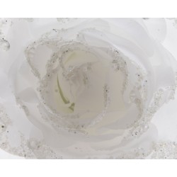 Rosa blanca con perlas en pinza - Ø13