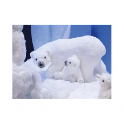 Oso polar