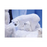 Oso polar