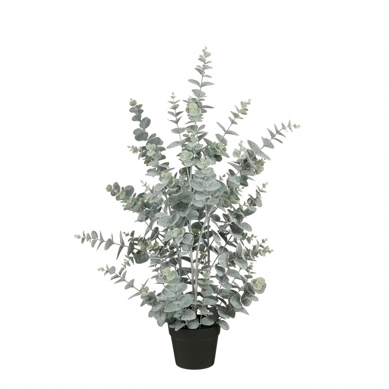 Planta Eucalipto