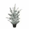 Planta Eucalipto
