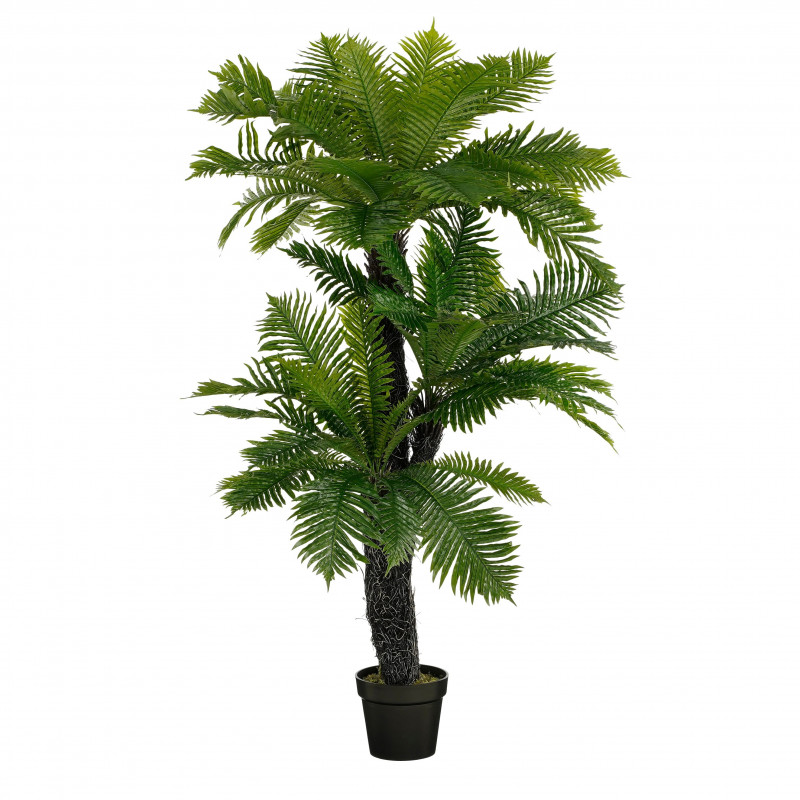 Palmera