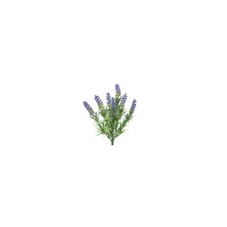 Lavanda manojo de lavanda...