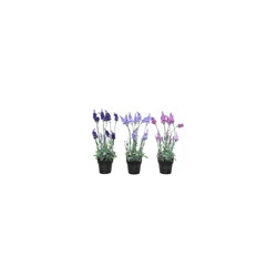 Lavanda en maceta de plástico
