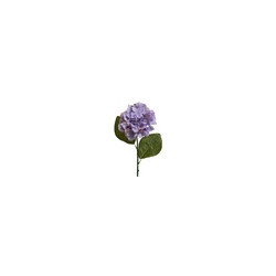 Hortensia hortensia...