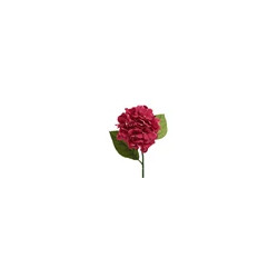 Hortensia hortensia...