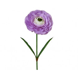 Ranunculus ranunculus en...