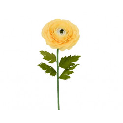 Ranunculus ranunculus en...
