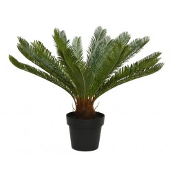 Cycas en maceta de plástico