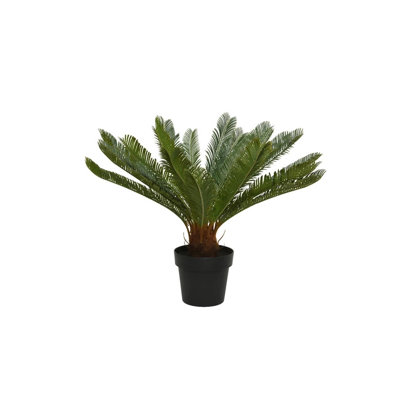 Cycas en maceta de plástico