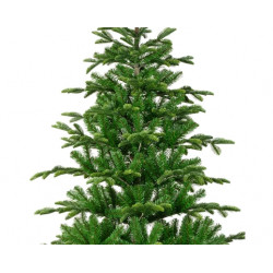 ABETO BALSAMEA 180-240cm
