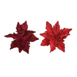 Poinsetia