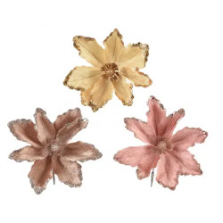 Poinsetia