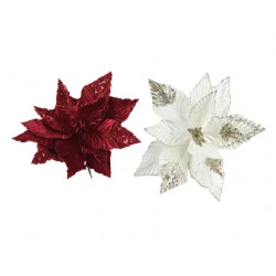 Poinsetia