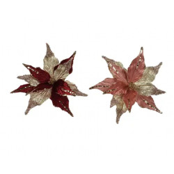 Poinsetia