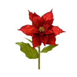 Poinsetia