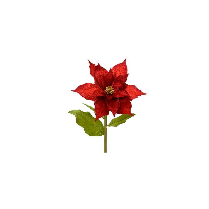 Poinsetia