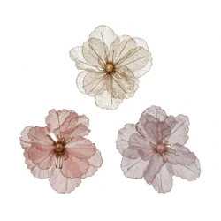 Amapola