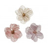 Amapola