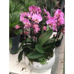 Centro con orquídeas naturales