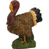 Pavo