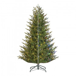 Abeto Frasier 425cm