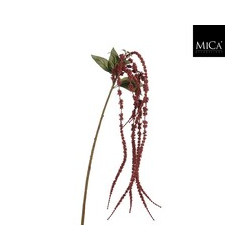 Amaranthus