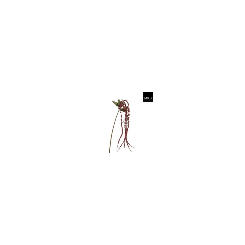 Amaranthus