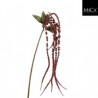 Amaranthus