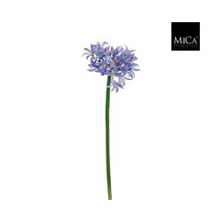 Agapanthus