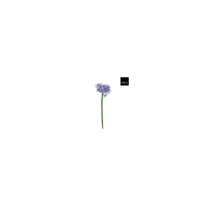 Agapanthus