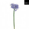 Agapanthus
