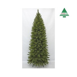 Abeto Bristlecone 215cm