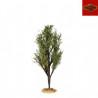 Árbol