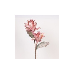 Protea