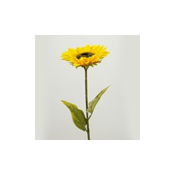 Girasol