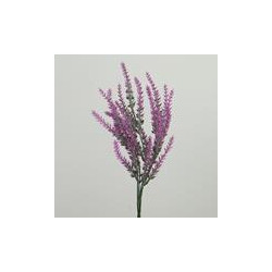 Lavanda