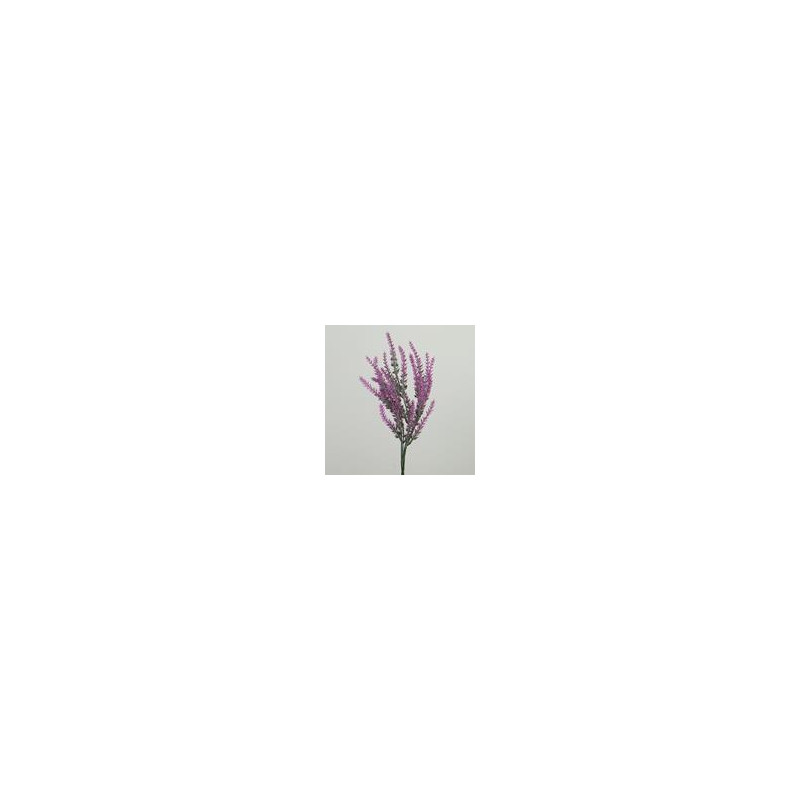 Lavanda