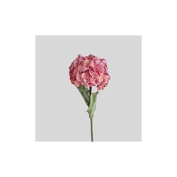 Hortensia
