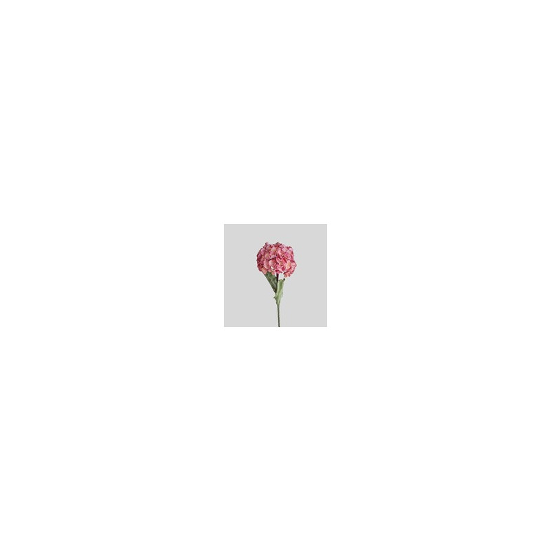 Hortensia