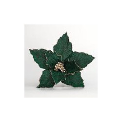 Poinsettia