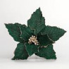 Poinsettia