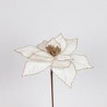 Poinsettia
