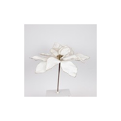 Poinsettia