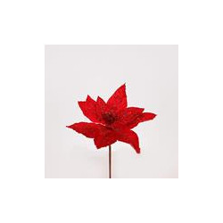 Poinsettia