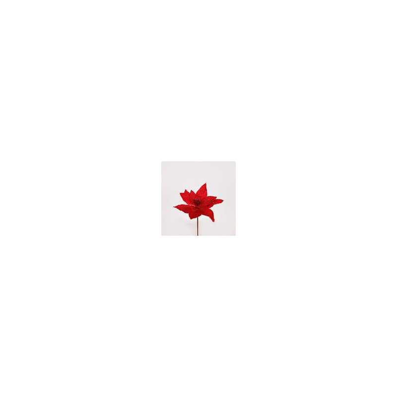 Poinsettia