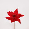Poinsettia
